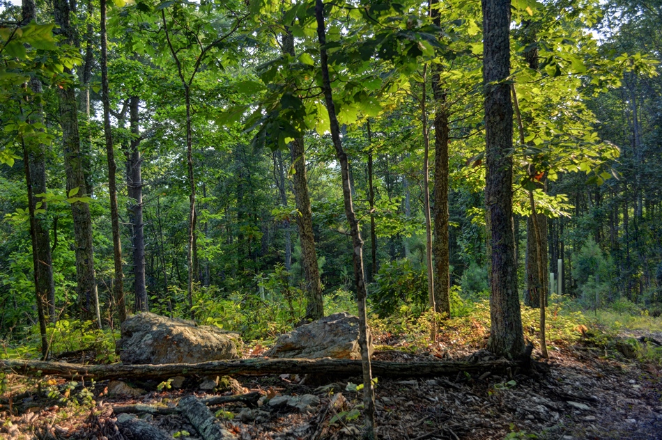 Cabin for Sale in Blue Ridge Mountains